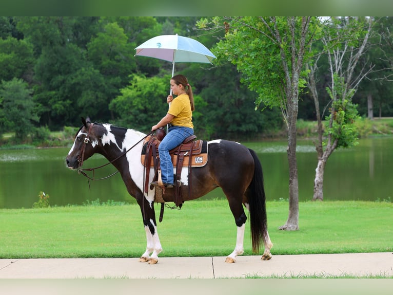 American Paint Horse Merrie 8 Jaar 142 cm Gevlekt-paard in Terrell