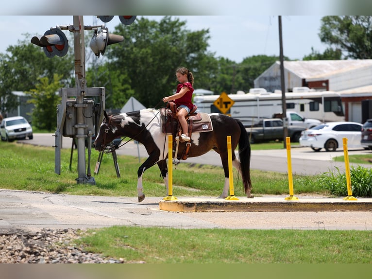 American Paint Horse Merrie 8 Jaar 142 cm Gevlekt-paard in Terrell