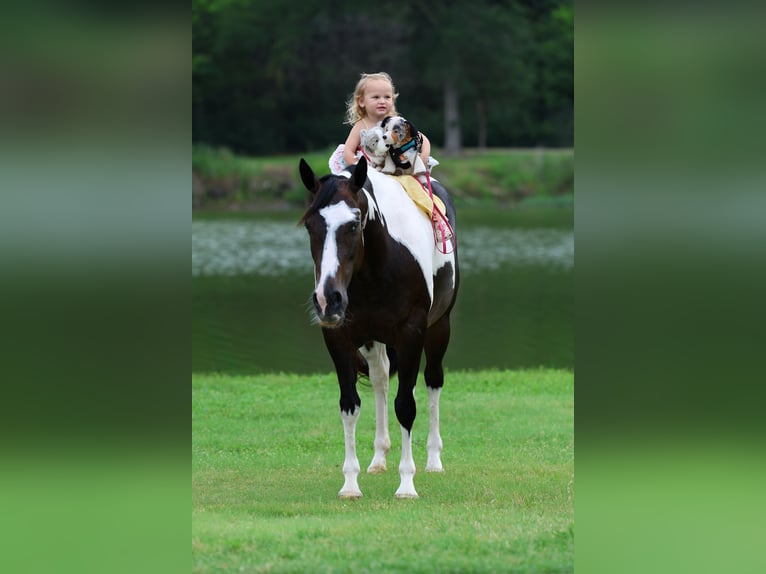 American Paint Horse Merrie 8 Jaar 142 cm Gevlekt-paard in Terrell