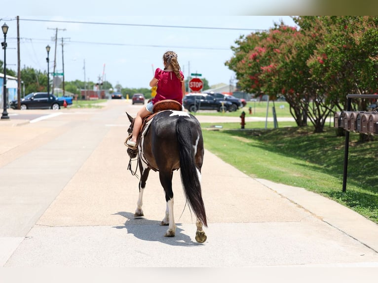 American Paint Horse Merrie 8 Jaar 142 cm Gevlekt-paard in Terrell