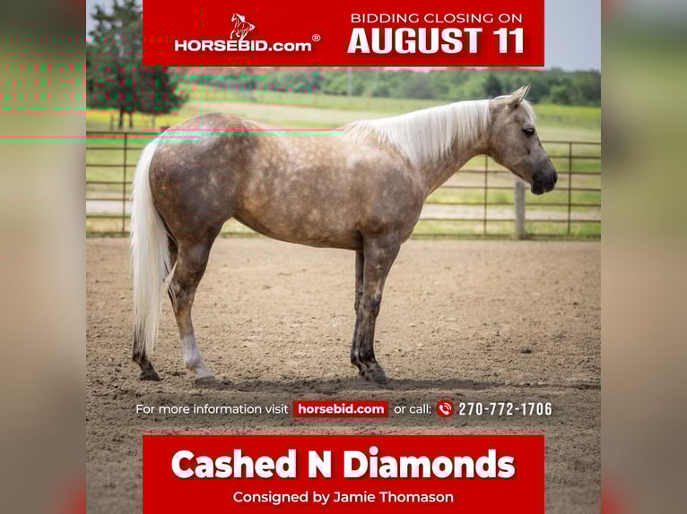 American Paint Horse Merrie 8 Jaar 142 cm Palomino in Auburn