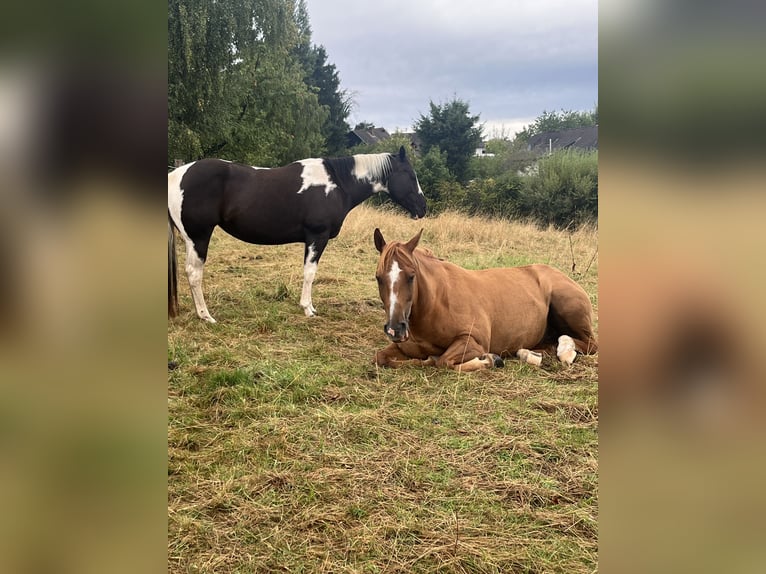 American Paint Horse Merrie 8 Jaar 145 cm Tobiano-alle-kleuren in Hennef