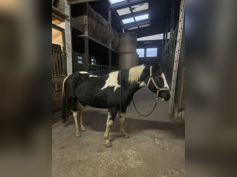 American Paint Horse Merrie 8 Jaar 145 cm Tobiano-alle-kleuren in Hennef