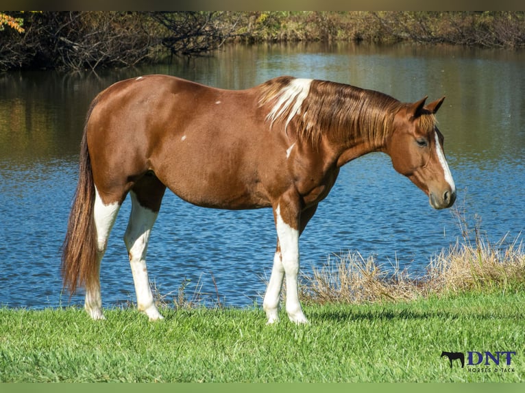 American Paint Horse Merrie 8 Jaar 150 cm Gevlekt-paard in Henderson
