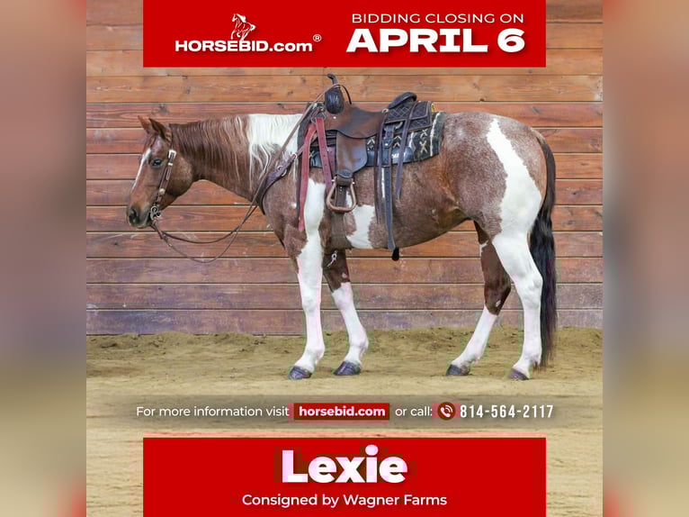 American Paint Horse Merrie 8 Jaar 150 cm Gevlekt-paard in Clarion