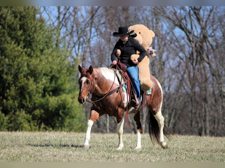 American Paint Horse Merrie 8 Jaar 150 cm Gevlekt-paard in Clarion