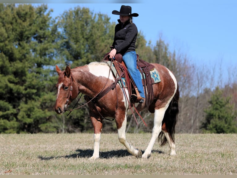 American Paint Horse Merrie 8 Jaar 150 cm Gevlekt-paard in Clarion