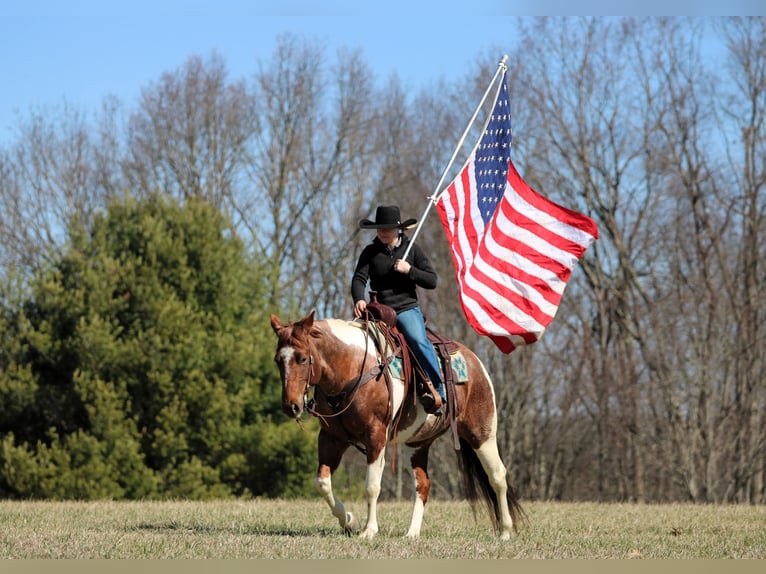 American Paint Horse Merrie 8 Jaar 150 cm Gevlekt-paard in Clarion