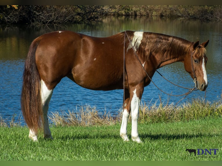 American Paint Horse Merrie 8 Jaar 150 cm Gevlekt-paard in Henderson