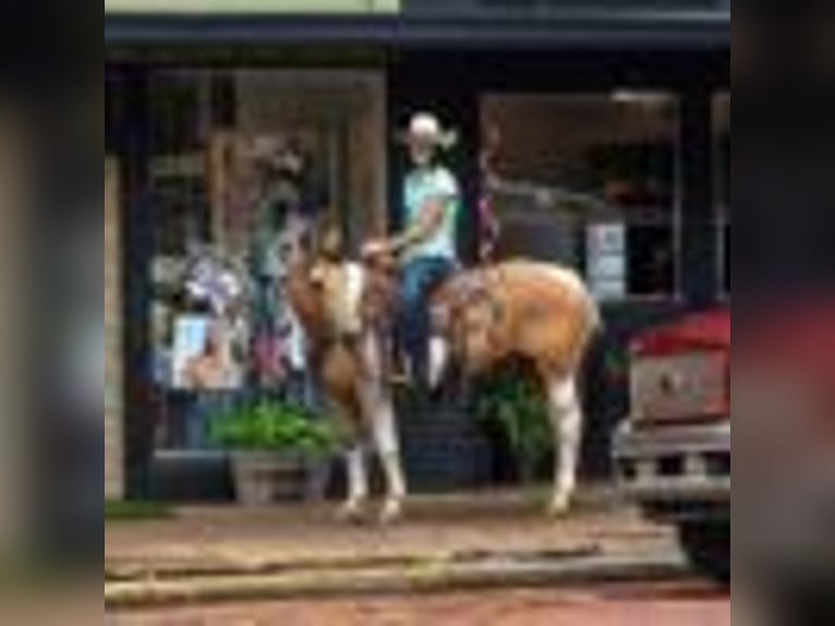 American Paint Horse Merrie 8 Jaar 150 cm Tobiano-alle-kleuren in Rusk TX