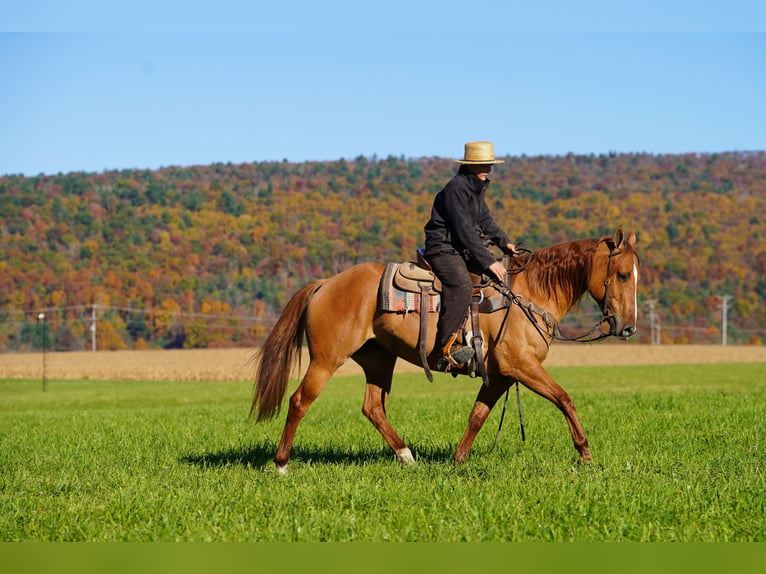 American Paint Horse Merrie 8 Jaar 152 cm Red Dun in Rebersburg