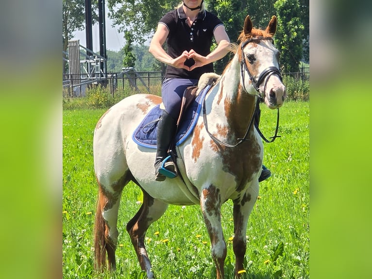 American Paint Horse Merrie 8 Jaar 155 cm Overo-alle-kleuren in Weert