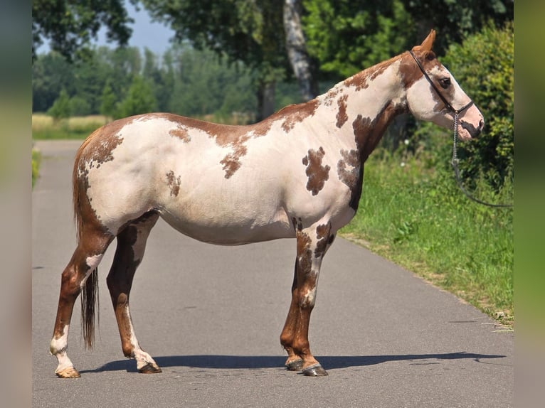 American Paint Horse Merrie 8 Jaar 155 cm Overo-alle-kleuren in Weert