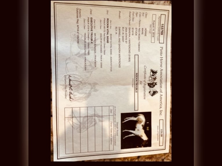 American Paint Horse Merrie 8 Jaar 157 cm Roan-Red in Aynor, SC