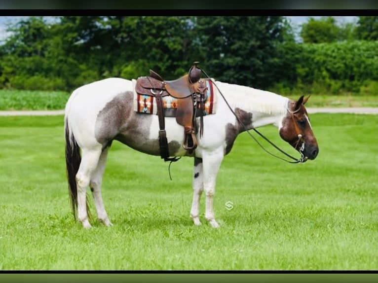 American Paint Horse Merrie 8 Jaar 157 cm Roan-Red in Aynor, SC