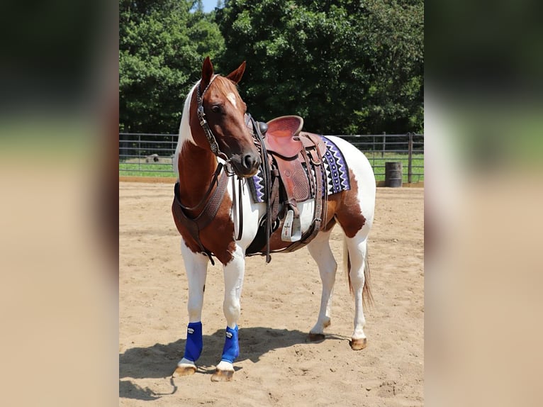 American Paint Horse Merrie 8 Jaar Gevlekt-paard in Dundee