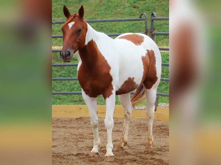 American Paint Horse Merrie 8 Jaar Gevlekt-paard in Dundee