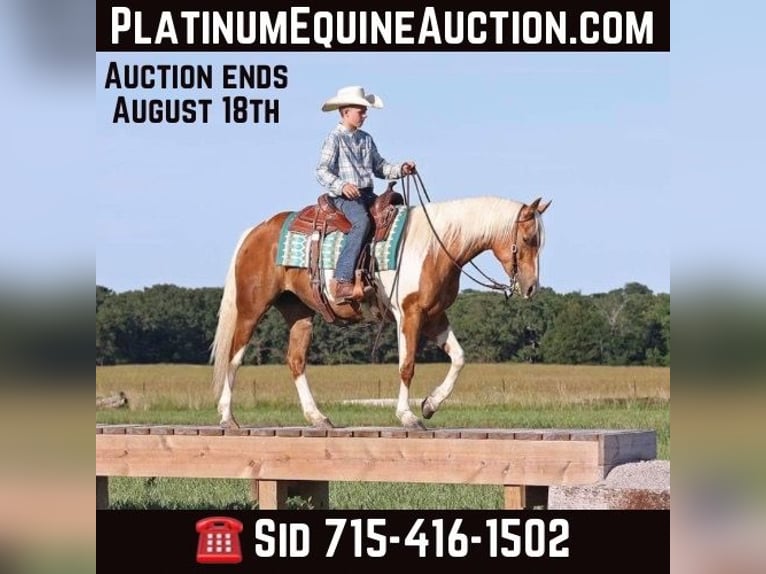 American Paint Horse Merrie 8 Jaar Palomino in Adair Ok