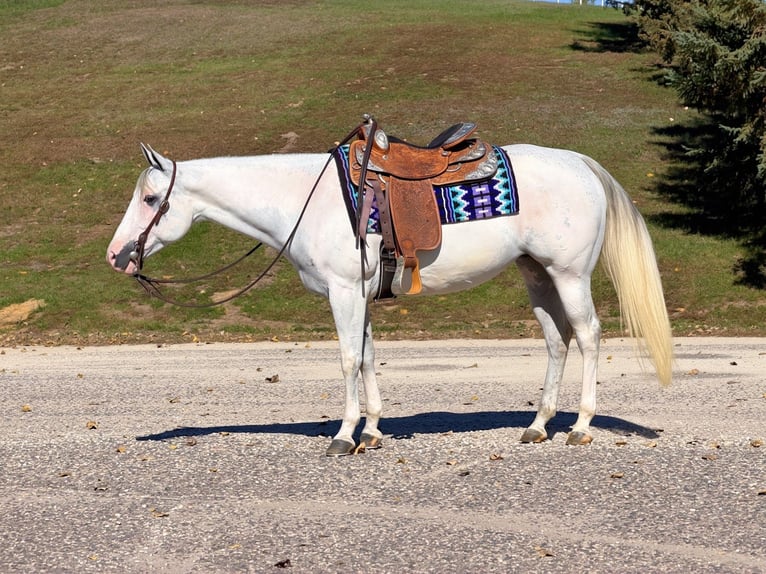 American Paint Horse Merrie 8 Jaar Schimmel in Cannon Falls