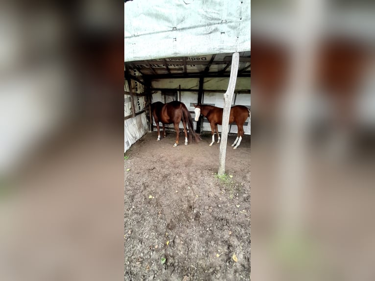 American Paint Horse Merrie 9 Jaar 143 cm Vos in Rzgów