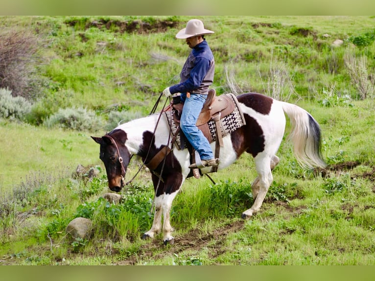 American Paint Horse Merrie 9 Jaar 150 cm Tobiano-alle-kleuren in Tres Pinos
