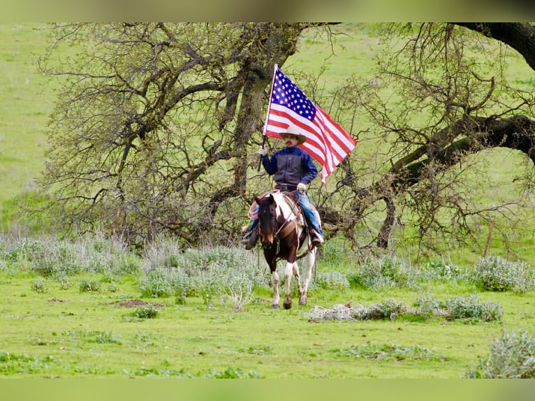 American Paint Horse Merrie 9 Jaar 150 cm Tobiano-alle-kleuren in Tres Pinos