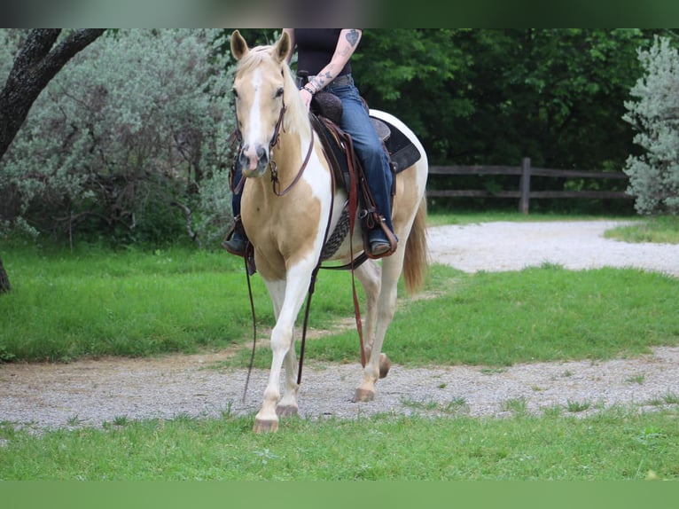 American Paint Horse Merrie 9 Jaar 150 cm Tobiano-alle-kleuren in Poolville