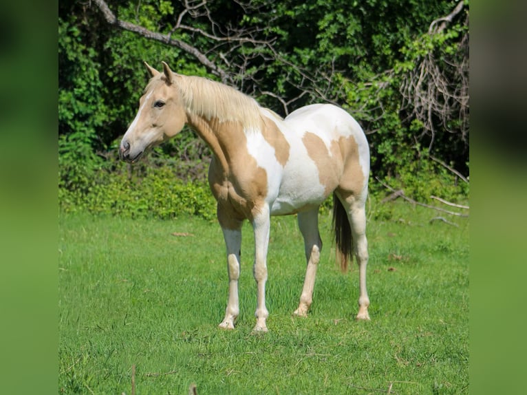 American Paint Horse Merrie 9 Jaar 150 cm Tobiano-alle-kleuren in Poolville