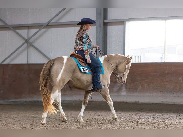 American Paint Horse Merrie 9 Jaar 155 cm Champagne in Heemskerk
