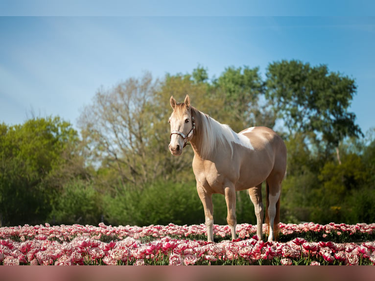 American Paint Horse Merrie 9 Jaar 155 cm Champagne in Heemskerk