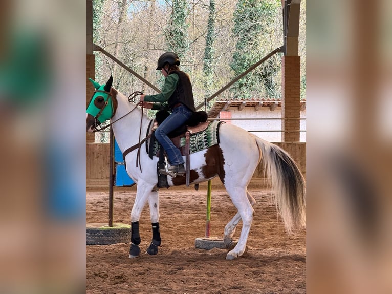 American Paint Horse Merrie 9 Jaar 156 cm Tobiano-alle-kleuren in Mombello