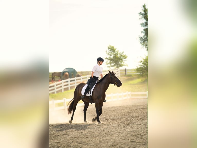 American Paint Horse Merrie 9 Jaar 157 cm Zwart in Carleton