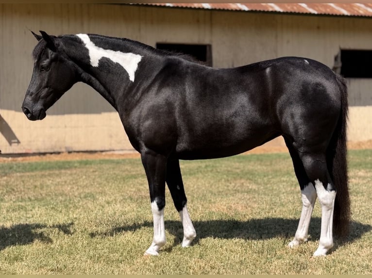 American Paint Horse Mix Merrie 9 Jaar Gevlekt-paard in Cleburne