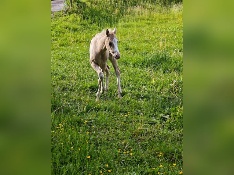 American Paint Horse Merrie Veulen (04/2026) 148 cm Palomino in Klingenberg am Main