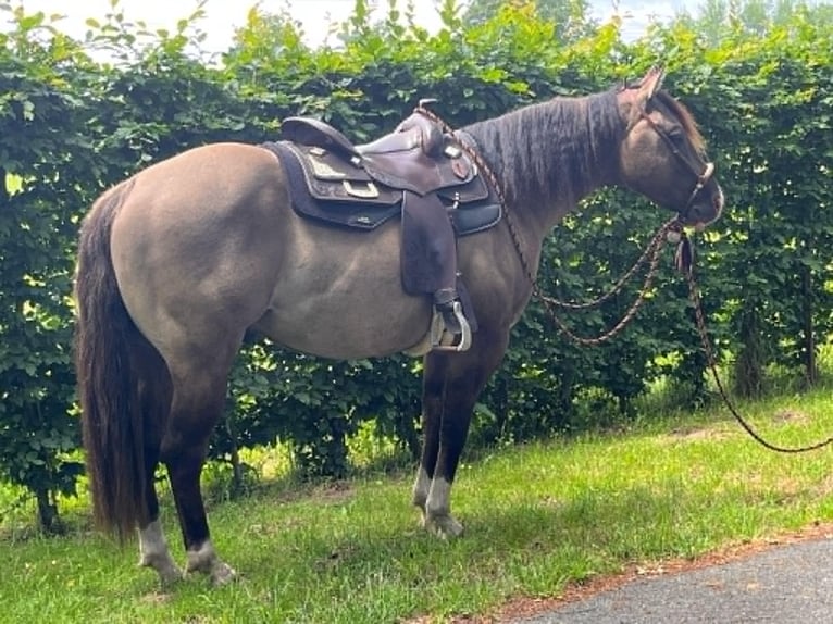 American Paint Horse Merrie Veulen (04/2026) 148 cm Palomino in Klingenberg am Main