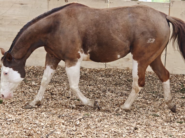 American Paint Horse Merrie Veulen (04/2026) 148 cm Palomino in Klingenberg am Main