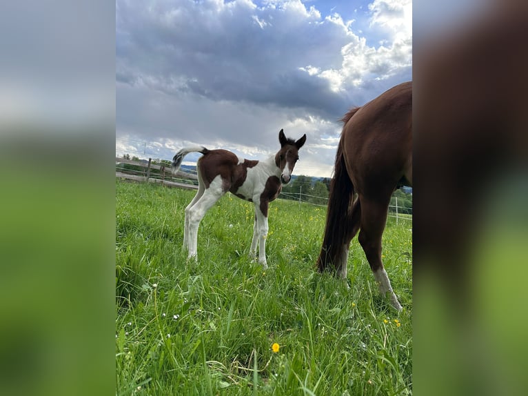 American Paint Horse Merrie Veulen (05/2026) 148 cm Tobiano-alle-kleuren in Haldenwang