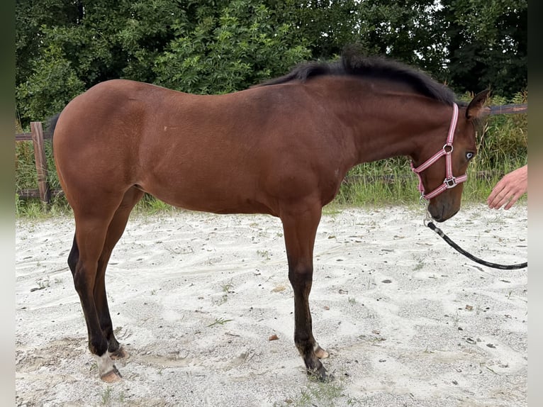 American Paint Horse Merrie Veulen (03/2026) 150 cm Bruin in Midwolde