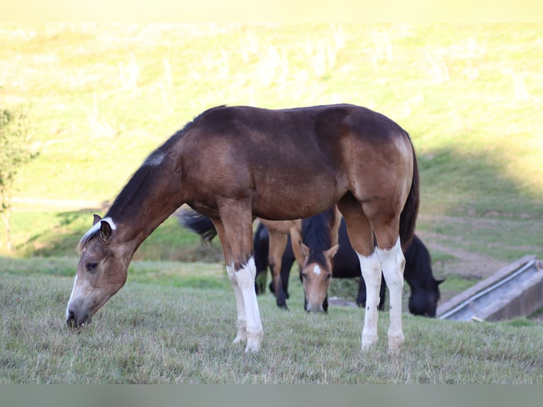 American Paint Horse Merrie Veulen (04/2026) 150 cm Buckskin in Neuendorf