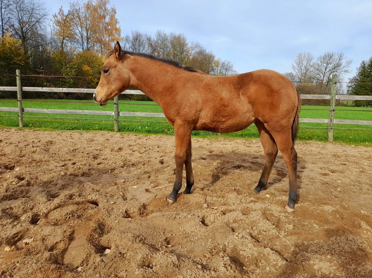American Paint Horse Merrie Veulen (05/2025) 150 cm Buckskin in Crailsheim