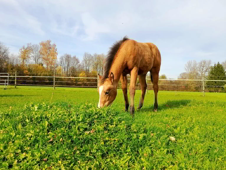 American Paint Horse Merrie Veulen (05/2025) 150 cm Buckskin in Crailsheim