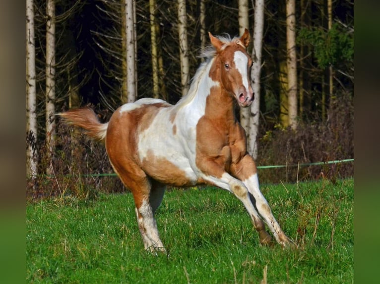 American Paint Horse Merrie Veulen (05/2025) 150 cm Champagne in Obertaufkirchen