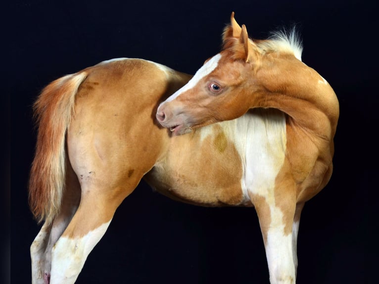 American Paint Horse Merrie Veulen (05/2025) 150 cm Champagne in Obertaufkirchen
