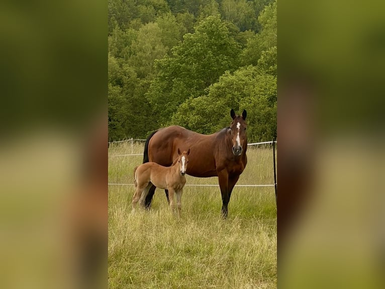 American Paint Horse Merrie Veulen (05/2026) 150 cm Donkere-vos in Krickenbach