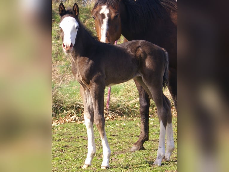 American Paint Horse Merrie Veulen (03/2026) 150 cm Overo-alle-kleuren in Velpke