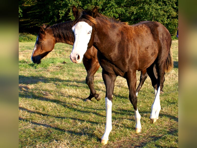 American Paint Horse Merrie Veulen (03/2026) 150 cm Overo-alle-kleuren in Velpke