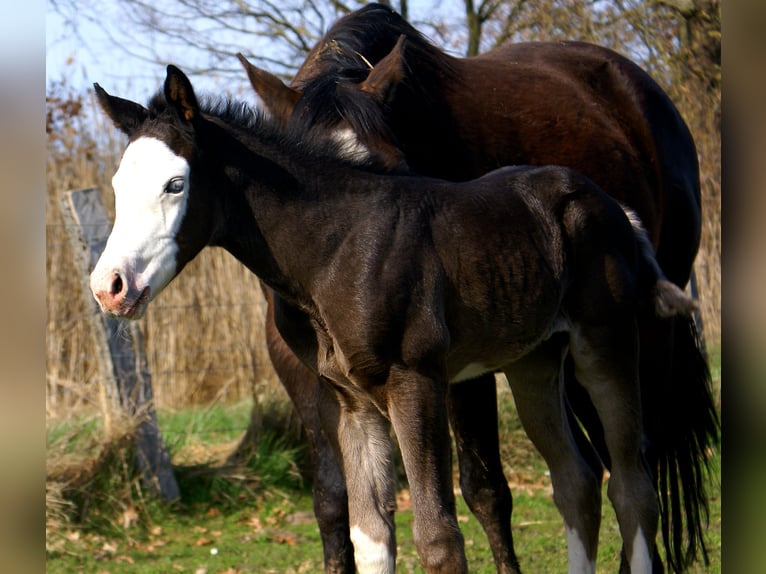 American Paint Horse Merrie Veulen (03/2026) 150 cm Overo-alle-kleuren in Velpke
