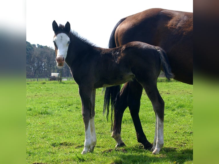American Paint Horse Merrie Veulen (03/2026) 150 cm Overo-alle-kleuren in Velpke