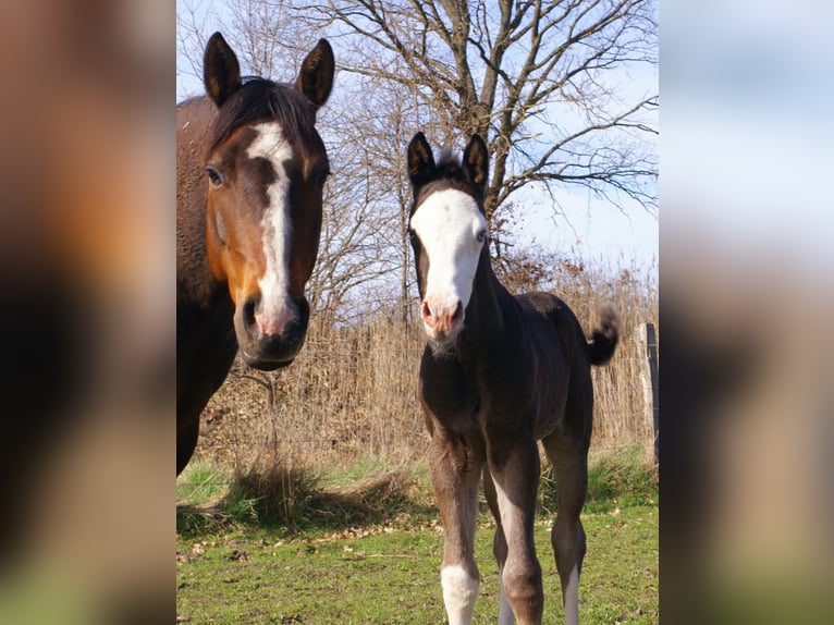 American Paint Horse Merrie Veulen (03/2026) 150 cm Overo-alle-kleuren in Velpke