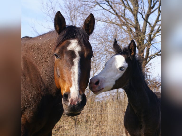 American Paint Horse Merrie Veulen (03/2026) 150 cm Overo-alle-kleuren in Velpke